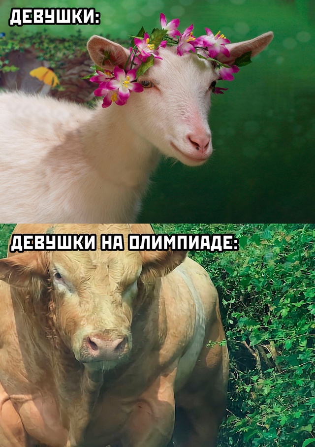 Весёлый полтишок 13.08.24