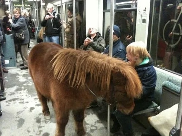 Пассажира не пустили в метро с большой собакой в наморднике и на поводке