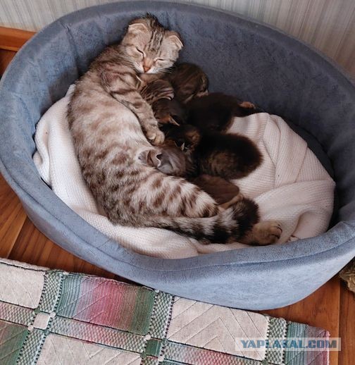 Котэ в возрасте