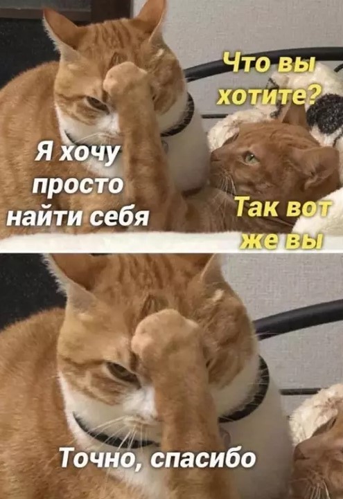 К котовторнику: подборка картинок-баянов с котиками и про котиков. Выпуск 37.