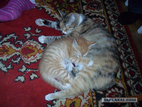 Пусть мама услышит, пусть мама придет - мимишность