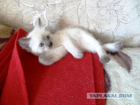Тайские кошки