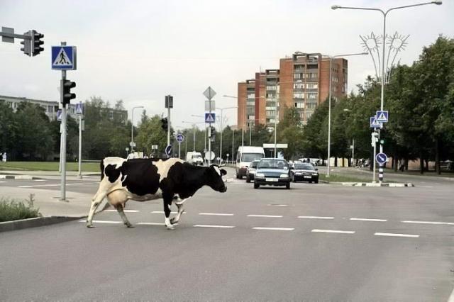 Курица перешла через дорогу