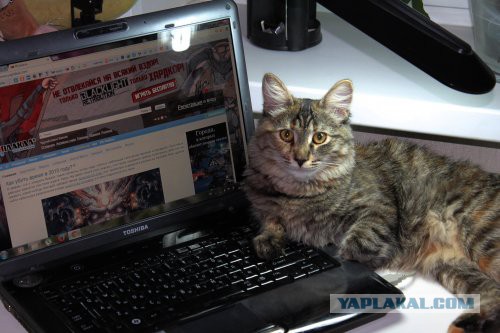 Котовторник