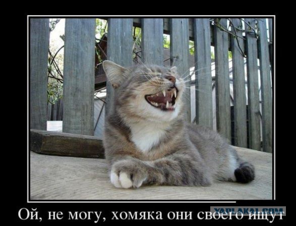 Демотиваторы вторника