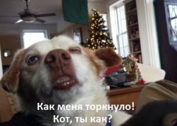 Веселое из сети