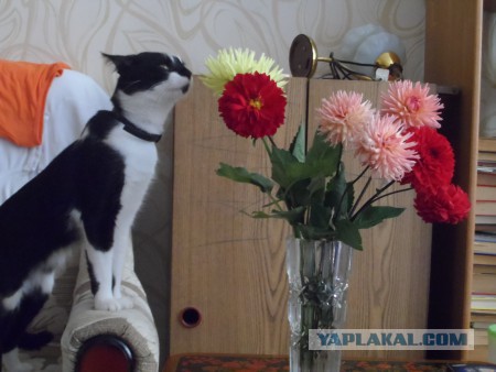Котовторник