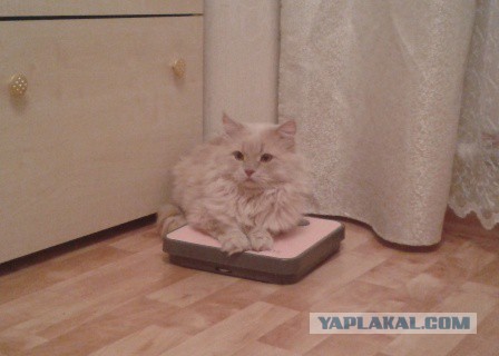 Котовторник