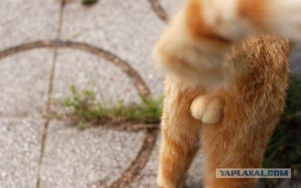 Дети Солнца