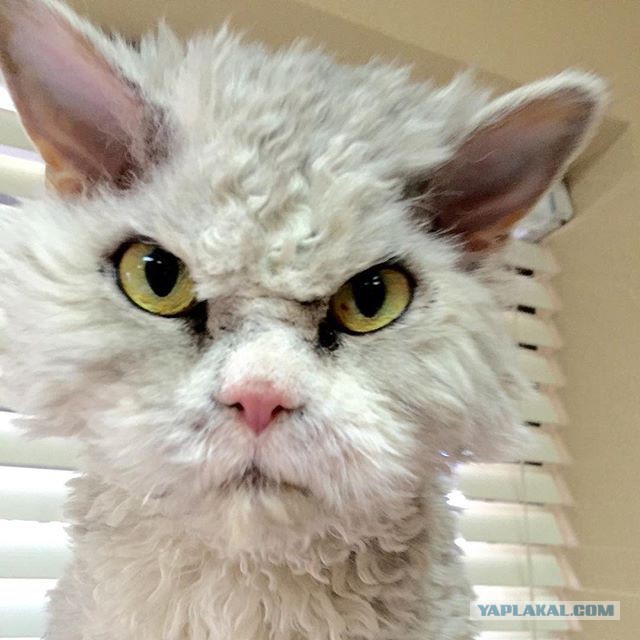 Оборонному заводу НИМИ срочно нужен Mercedes S500 Long с тюнингом AMG!