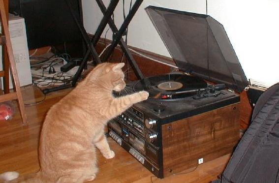 Коты, кошки, котята