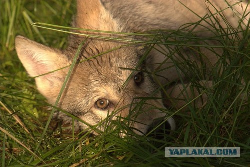 Волки, они вот такие оказываются бывают