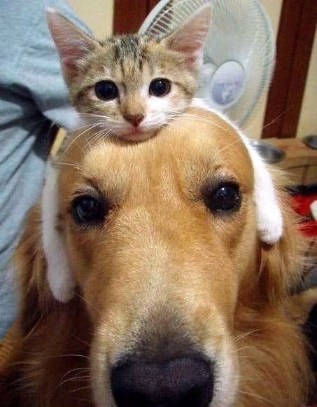 Коты из сети