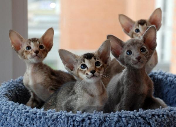 Коты и Кошки
