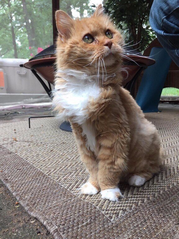 Коты и Кошки