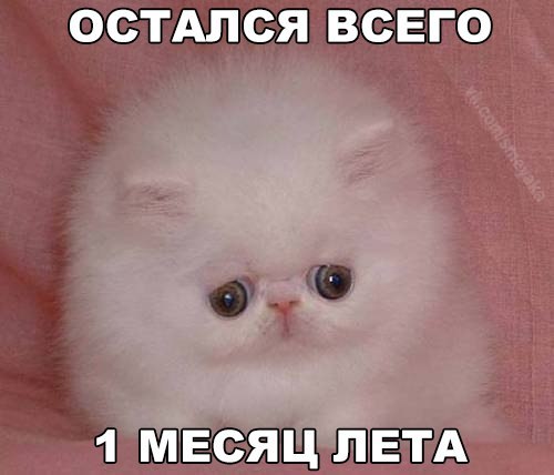 Коты и Кошки