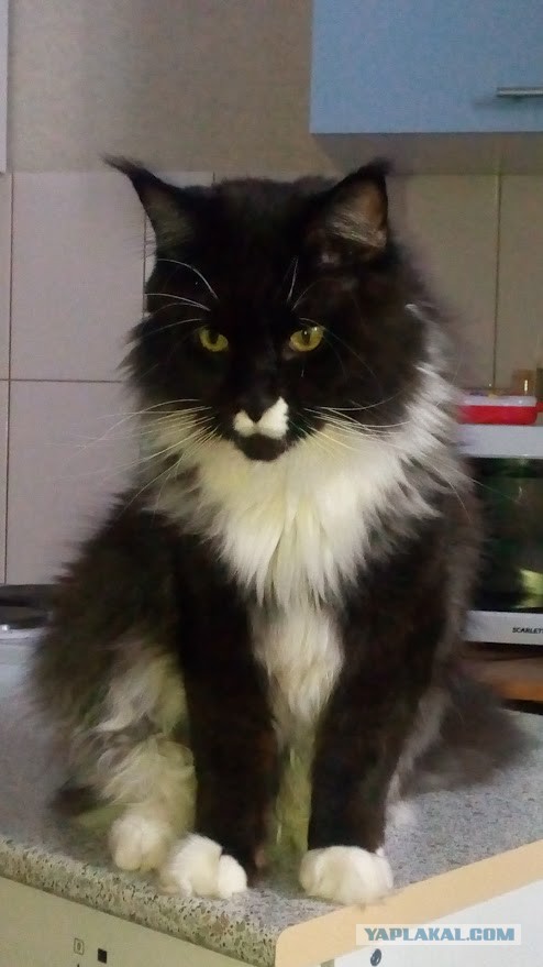 Котовторник 24.10.2017