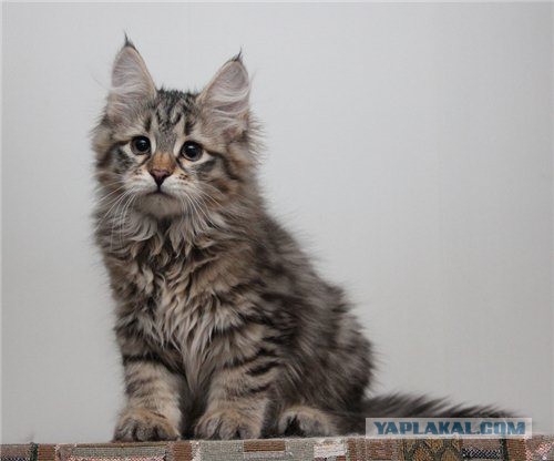 Котовторник  13.02.2018