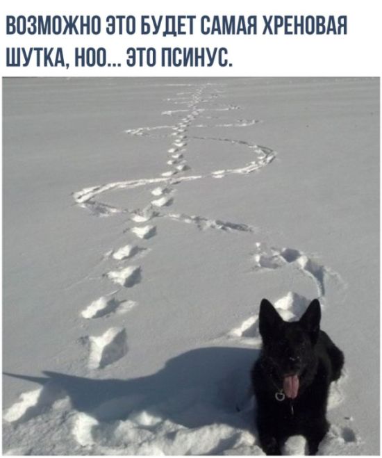 Живность из сети