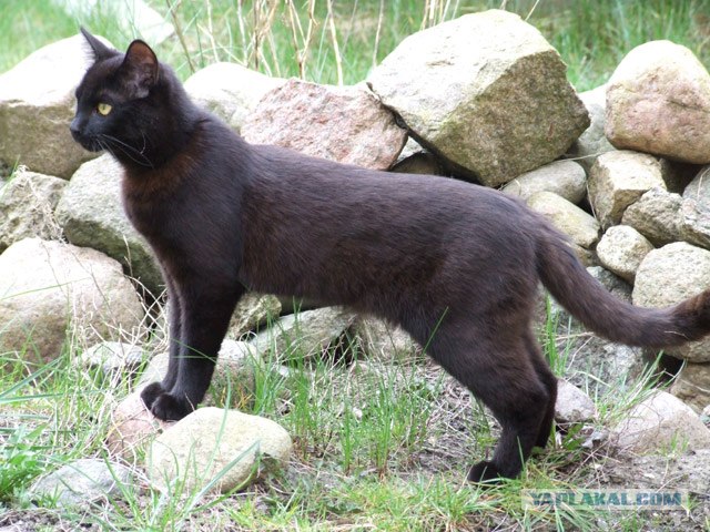 Котовторник (16.09.08)