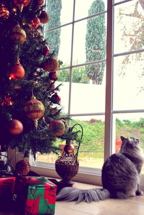 Новогодний КОТОВТОРНИК!