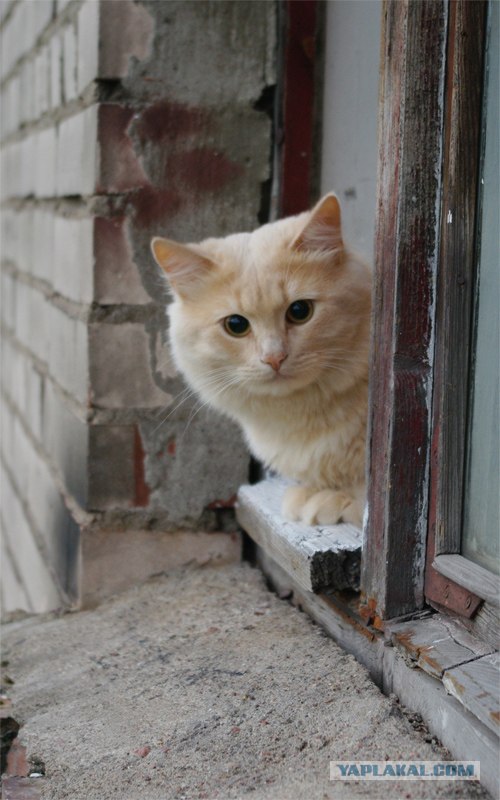Забыли котовторник? А вот он!
