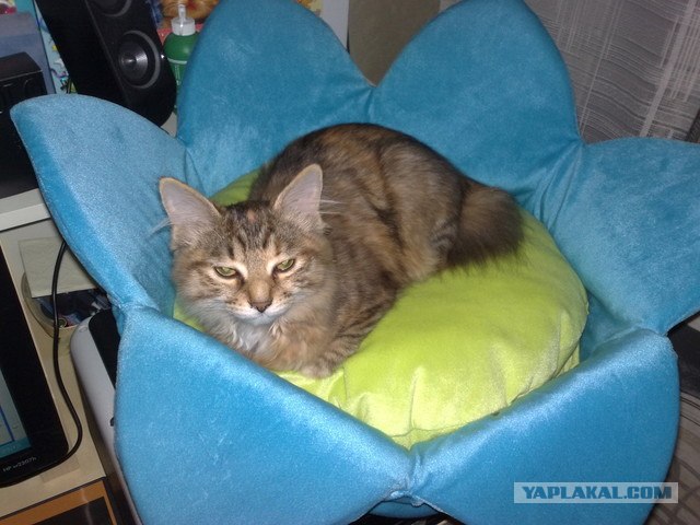 Котовторник на ферме (65 фот)