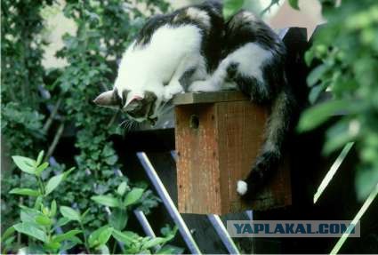 Котосреда (06.05.2009)