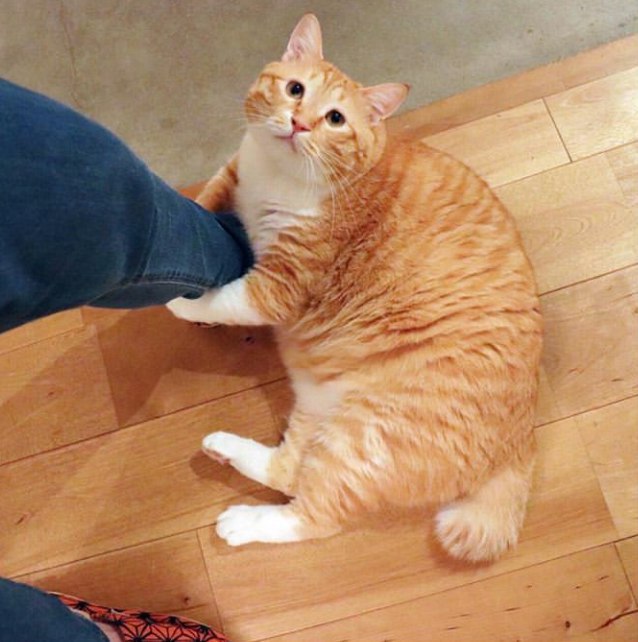 Прикольных котов пост
