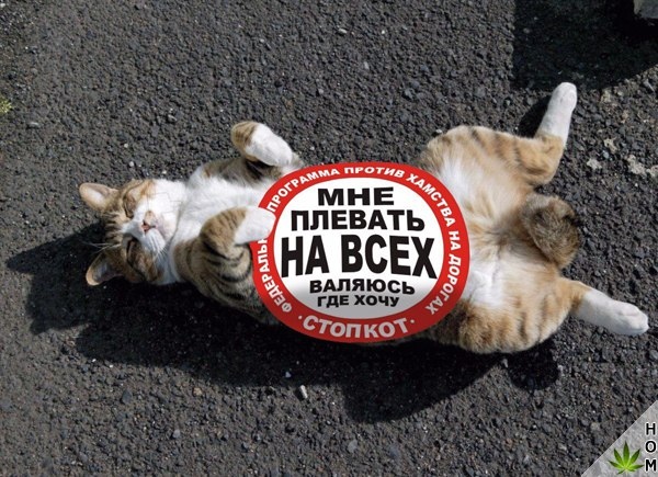 Немного милоты