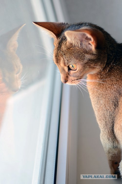 Котовторник! 11.10.11