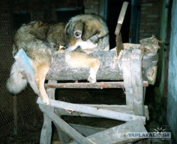 Типичный офис в собачьих мордах