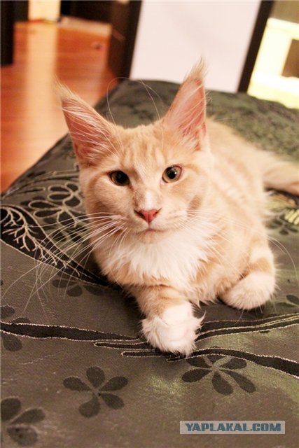 Котовторник (07.02.2012)