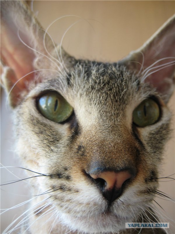 Котовторник  14.08.2012.