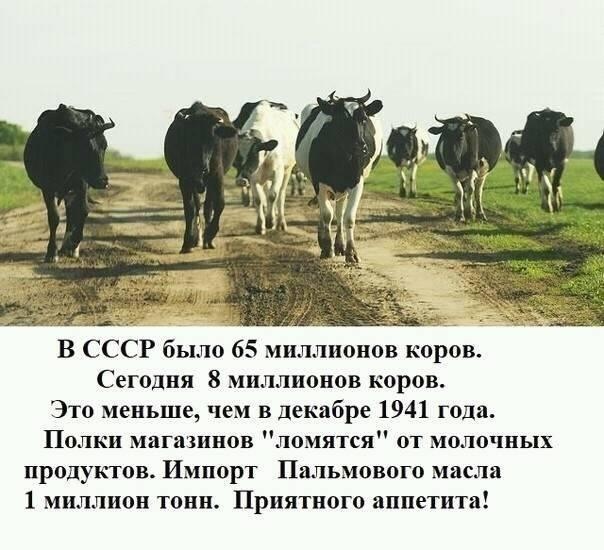 Финский сыр не доехал до Петербурга: тонну «санкционки» из Европы сожгли в печи