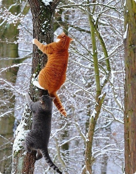 Забавные картинки с котами из сети