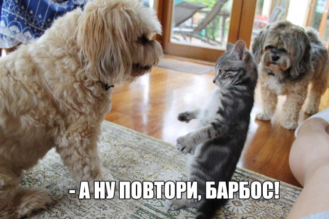 Юмор в картинках 8.10.20