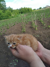Котовторник. Знакомьтесь, Мася