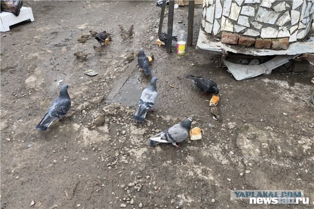 «Это мясо для собак, но бабушки его сами едят»: что творится на рынке просрочки на КрасТЭЦ