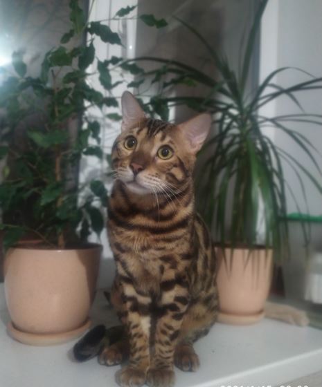 Котовторник. Наша собственная банда