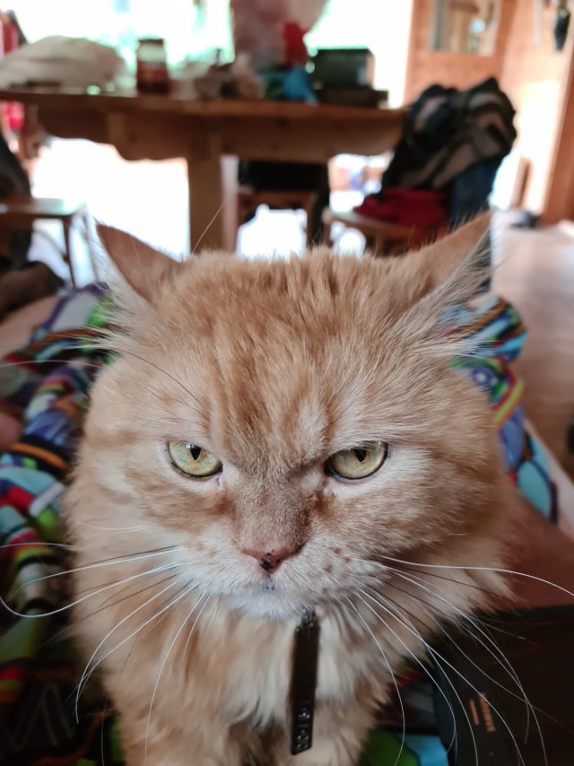 Всемирный день кошек