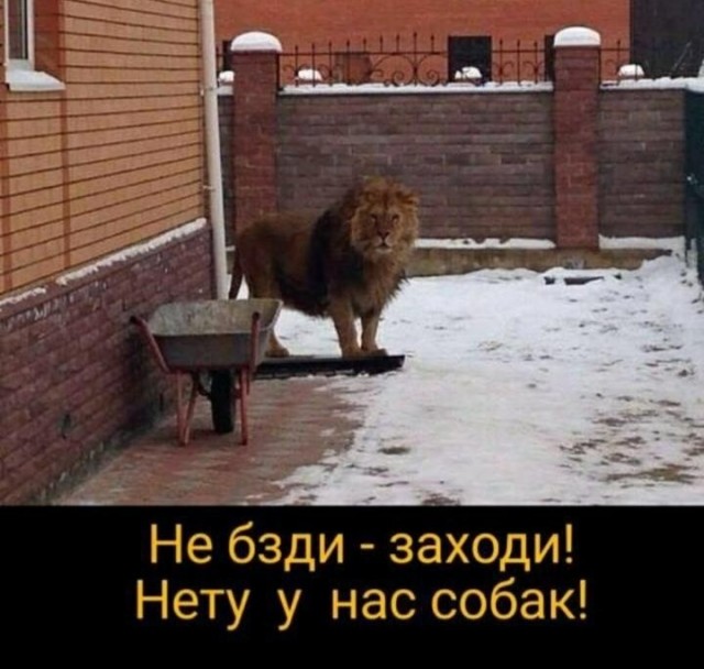 50 оттенков серого. Vol.8 Или самосвал баянов
