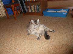 Котовторник 26.03.2013