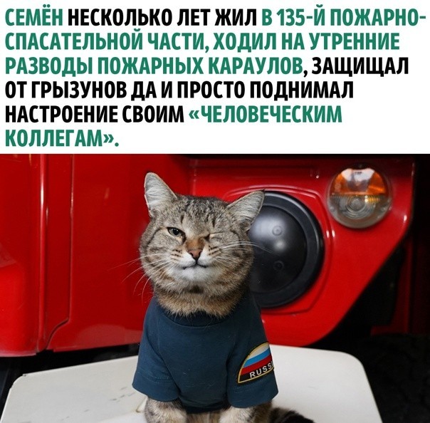 Кото-вторник