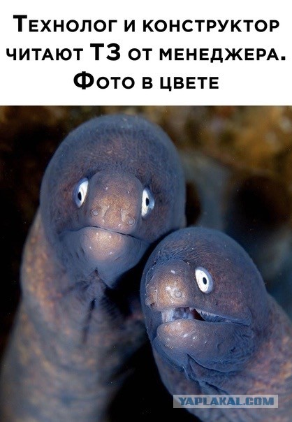 Многоликий ПМ
