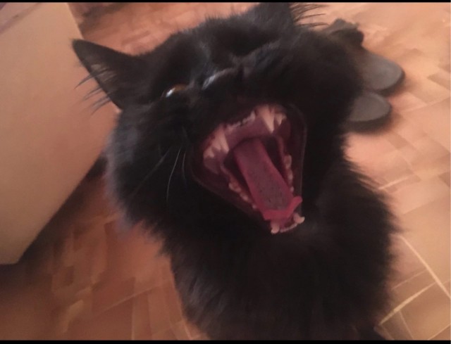 К котовторнику: подборка картинок-баянов с котиками и про котиков. Выпуск 25.