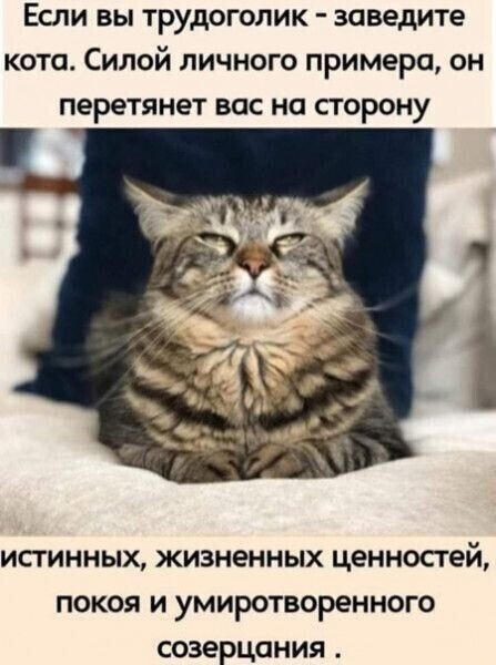 К котовторнику: подборка картинок-баянов с котиками и про котиков. Выпуск 47.