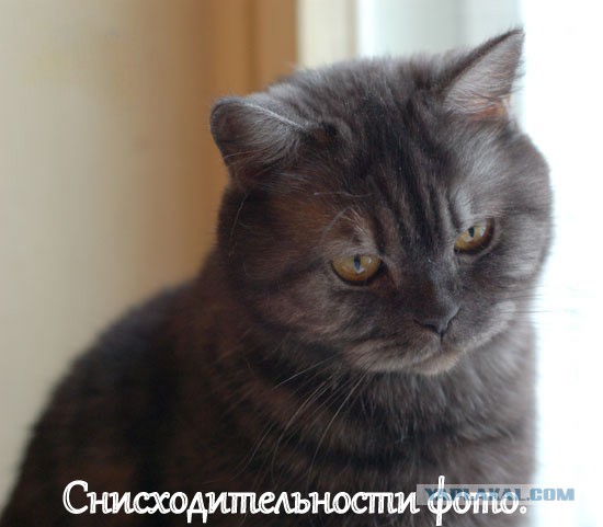 Невыразительные коты