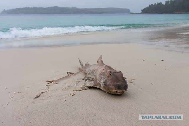 Австралия: Сидней и его окрестности