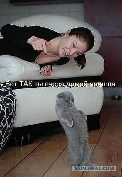 Как собаки встречают и провожают хозяев